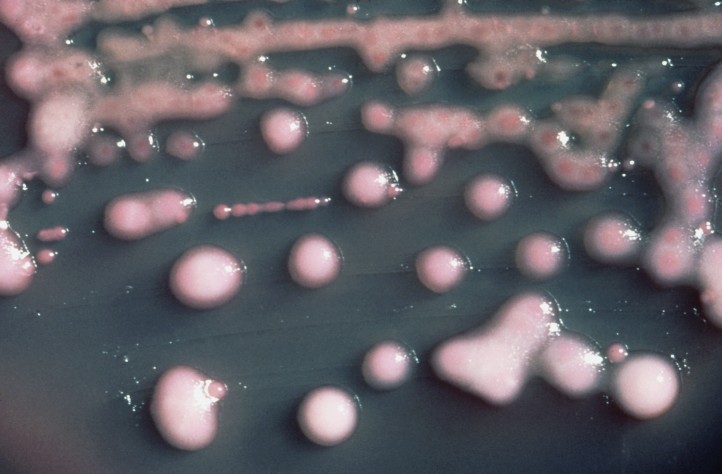 Cultura de bactérias Klebsiella pneumoniae (Foto: Wikimedia Commons)