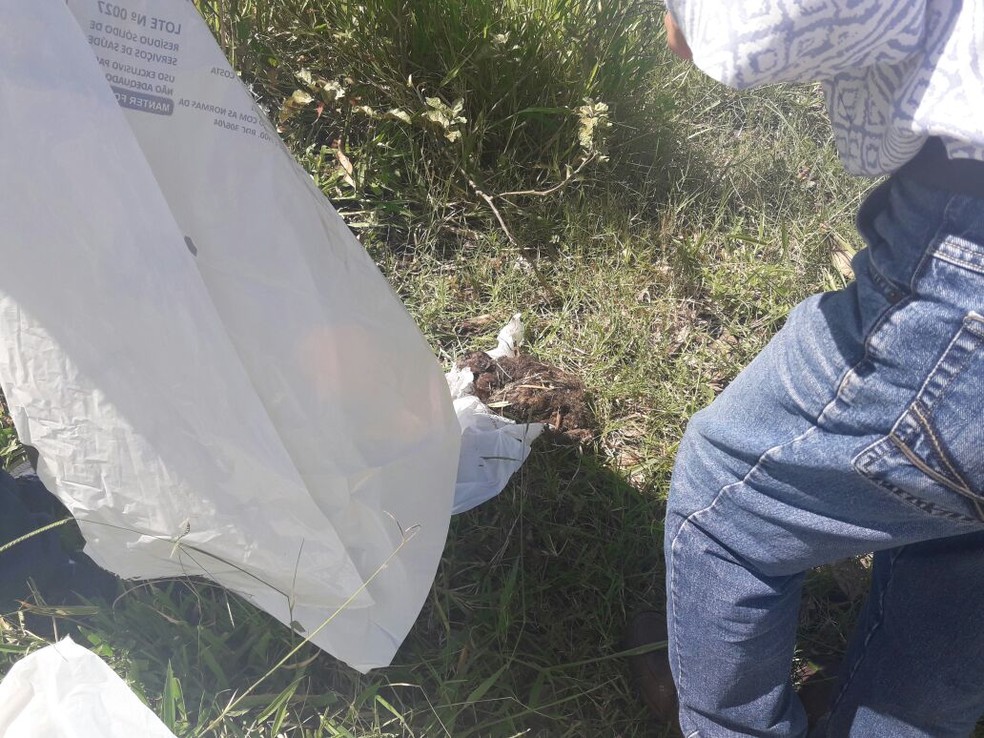 Macaco foi encontrado morto em Presidente Prudente (Foto: Elaine Bertacco/Cedida)