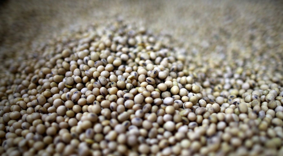 Contrato de soja para janeiro caiu 12,25 centavos, a 14,17 dólares por bushel