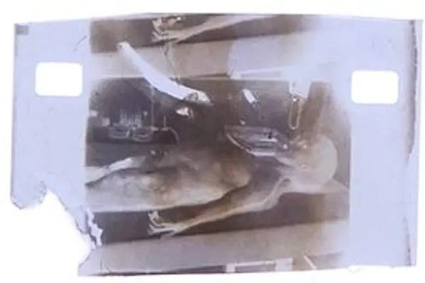 O negativo do frame da suposta autópsia alienígena de 1947 que foi colocado em leilão (Foto: Divulgação)