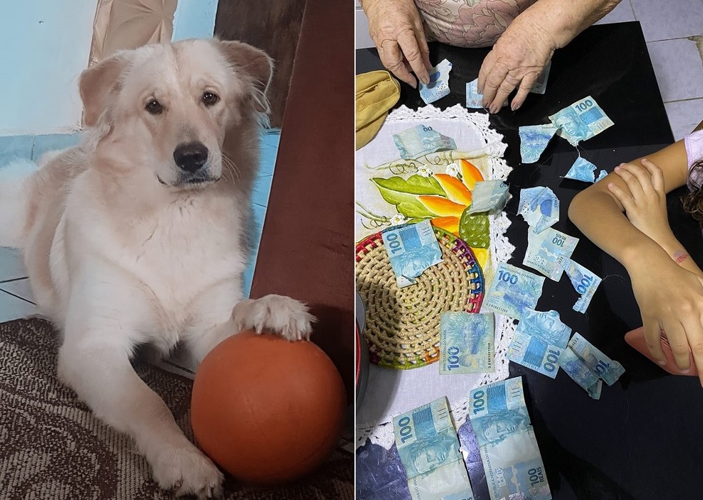 Cachorro rasga sete notas de R$ 100 de aposentada no interior do RN — Foto: Arquivo da família