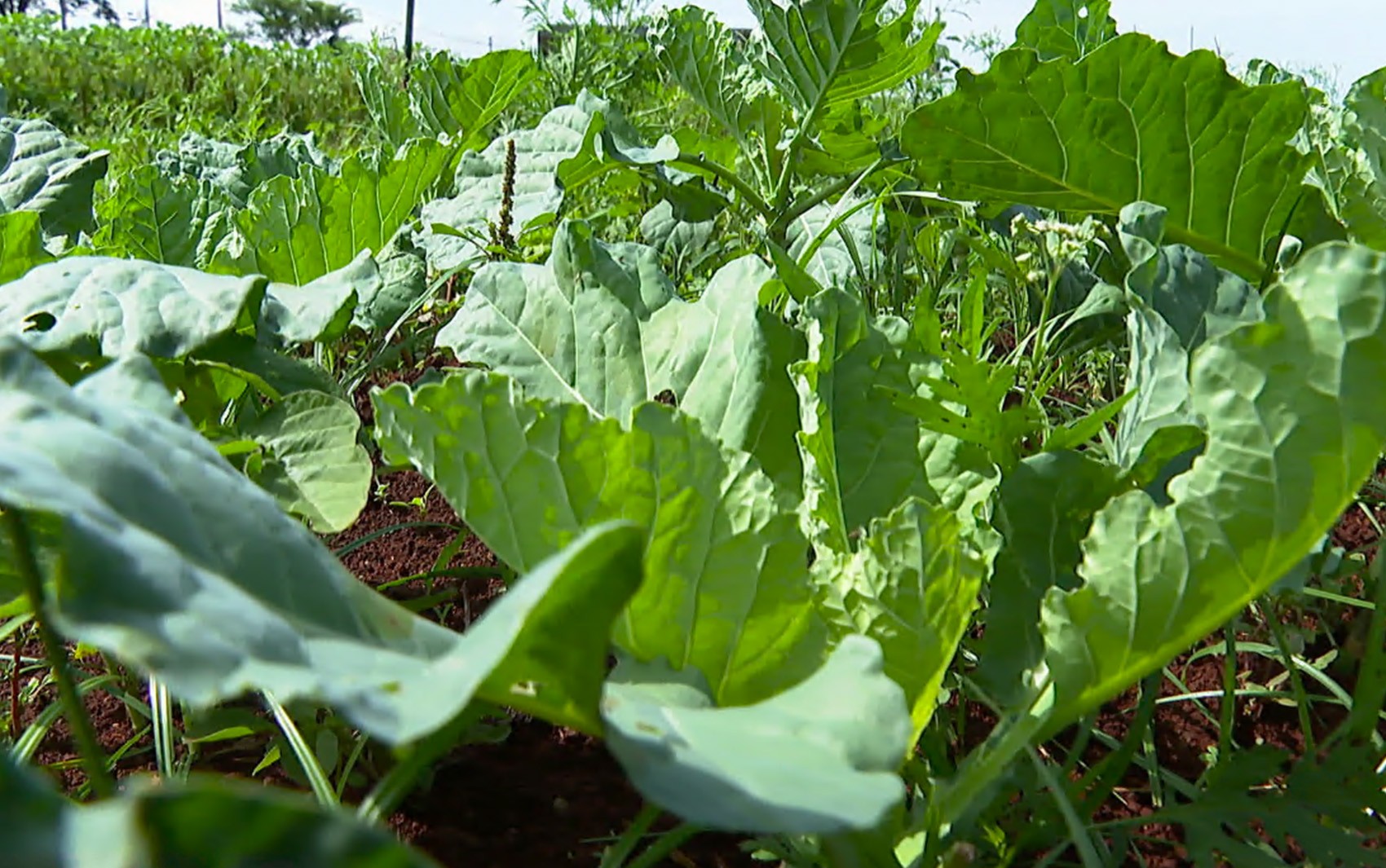 Excesso de chuvas na região de Ribeirão Preto afeta produção de verduras e hortaliças