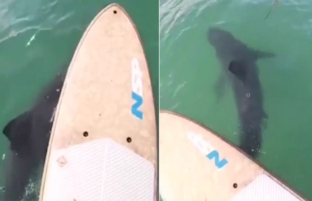 Homem é surpreendido por tubarão branco enquanto praticava stand up paddle (Foto: Reprodução/Instagram CBS)