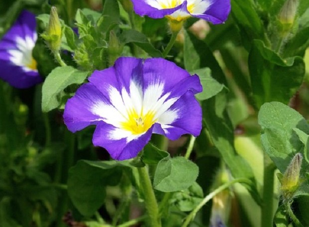 O nome científico da flor bela-manhã é Convolvulus tricolor (Foto: Pixabay / Elstef / CreativeCommons)