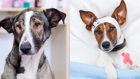 Médicos-veterinários podem postar “antes e depois”? Advogadas explicam