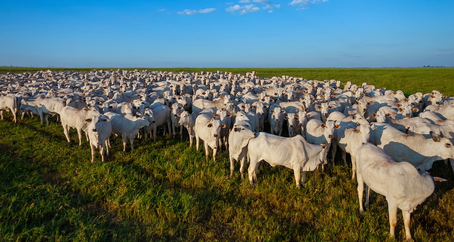 Abate de bovinos foi 5,2% menor que o registrado pelo IBGE no terceiro trimestre de 2022