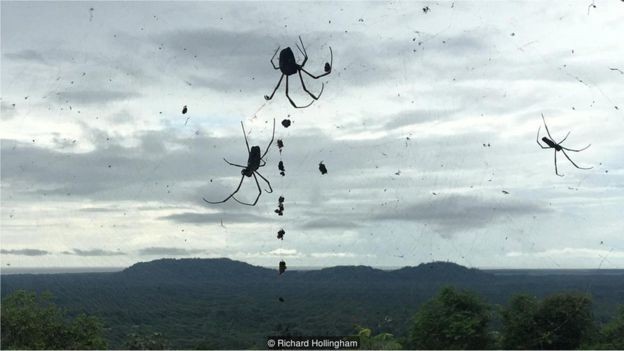 A plataforma de observação com vista para o local de lançamento é o lar de uma população de aranhas enormes (Foto: RICHARD HOLLINGHAM via BBC News Brasil)