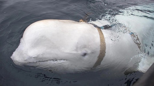 Baleia apontada como 'espiã' russa é vista na Suécia