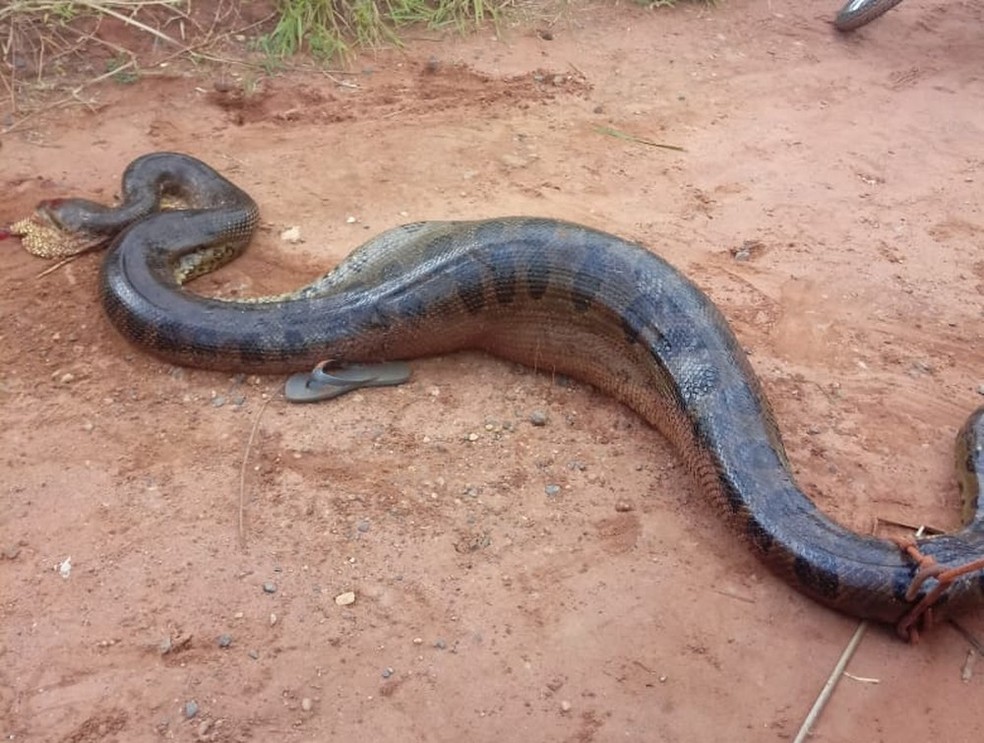 Cinco Suspeitos De Matar Cobra Sucuri De 6 Metros Sao Multados Em R 33 Mil Em Araraquara Sao Carlos E Araraquara G1
