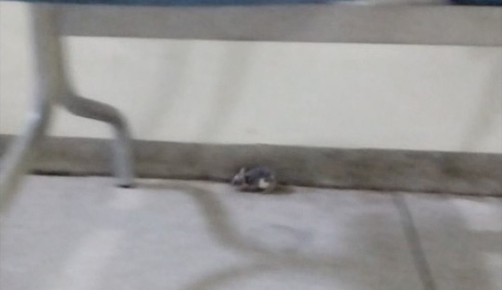 Rato é flagrado em corredor da UPA sul — Foto: Reprodução