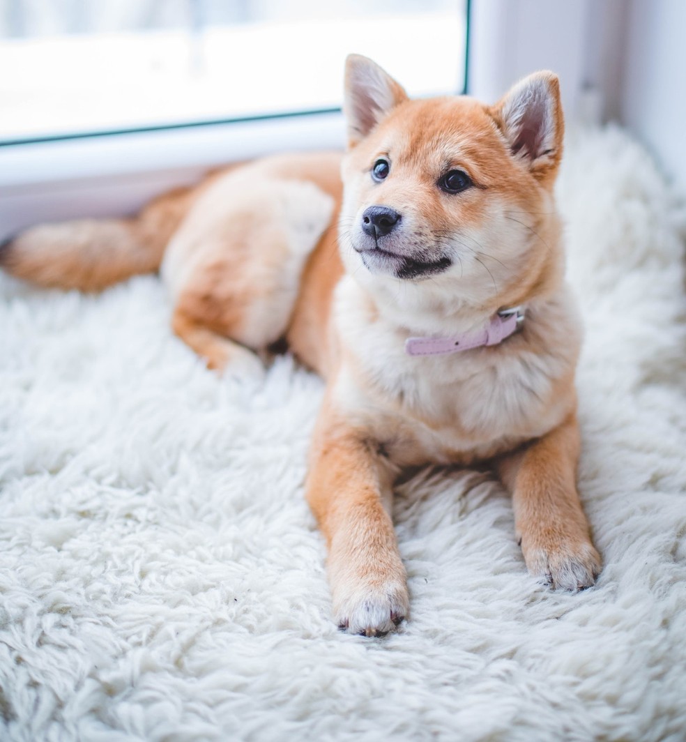 Outros animais de estimação, como cães e gatos, devem ser colocados em isolamento domiciliar com exames veterinários regulares — Foto: Pexels