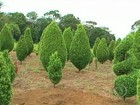 Qualidade dos pinheiros em Mogi das Cruzes, SP, é considerada boa