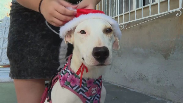 ONG promove campanha 'Natal animal', que convida famílias do RJ a passar  data com animais resgatados | Rio de Janeiro | G1