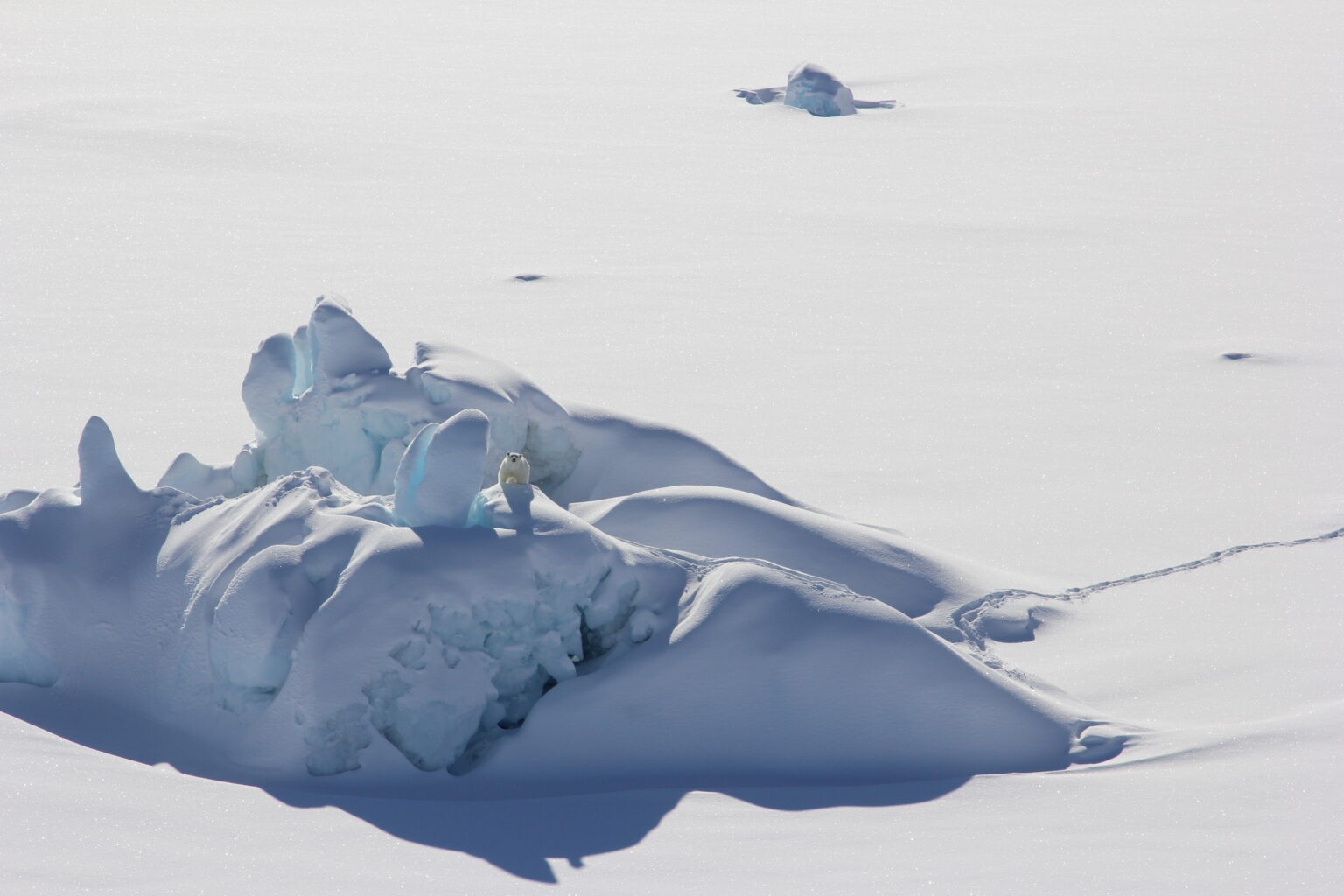 Urso polar fica em iceberg coberto de neve cercado por gelo marinho no sudeste da Groenlândia em março de 2016 (Foto: Kristin Laidre/University of Washington)