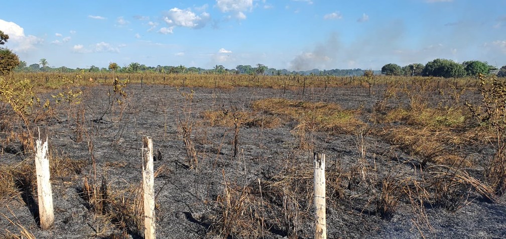 Chamas já destruíram cerca de 20 hectares da fazenda em Porto Velho.  — Foto: Cássia Firmino/Rede Amazônica
