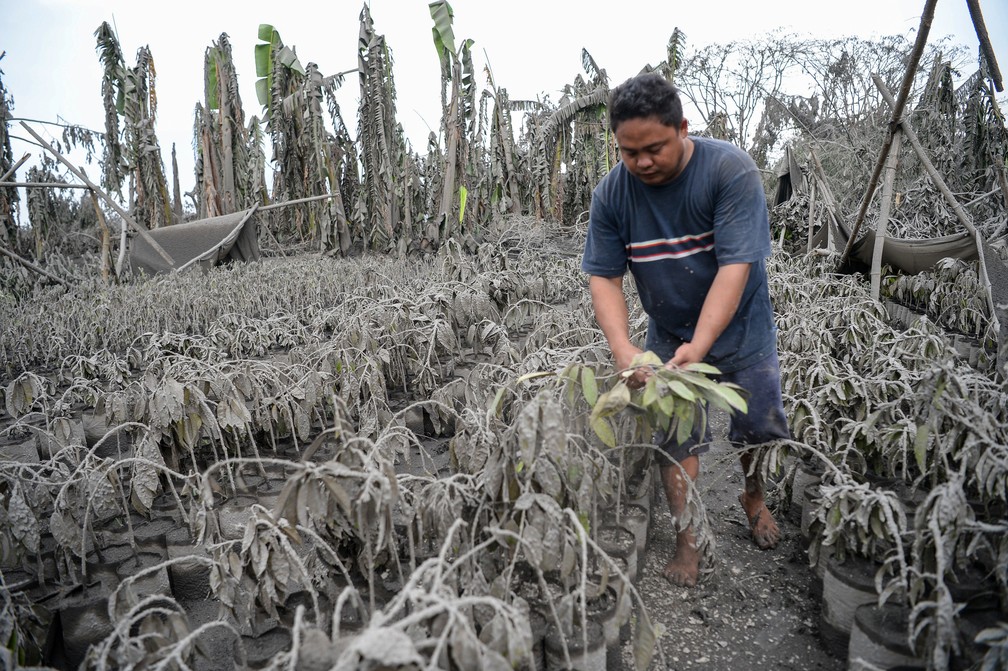 Plantas ficaram cobertas de cinzas lançadas pelo vulcão filipino Taal, na cidade de Talisay,  nesta segunda-feira (13) — Foto: Ted Aljibe/AFP