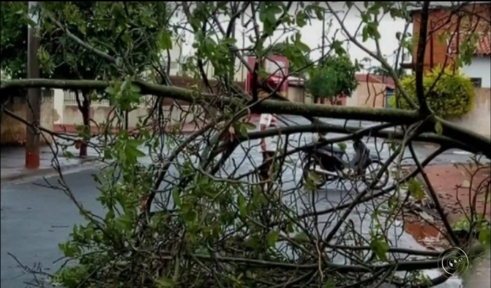 Várias árvores caíram em Assis (Foto: Reprodução/TV TEM)