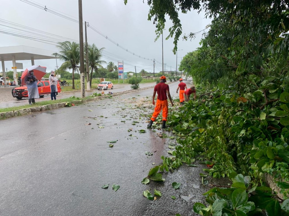 Militares cortam árvore que caiu para desobstruir avenida em Natal — Foto: Anna Alyne Cunha/Inter TV Cabugi