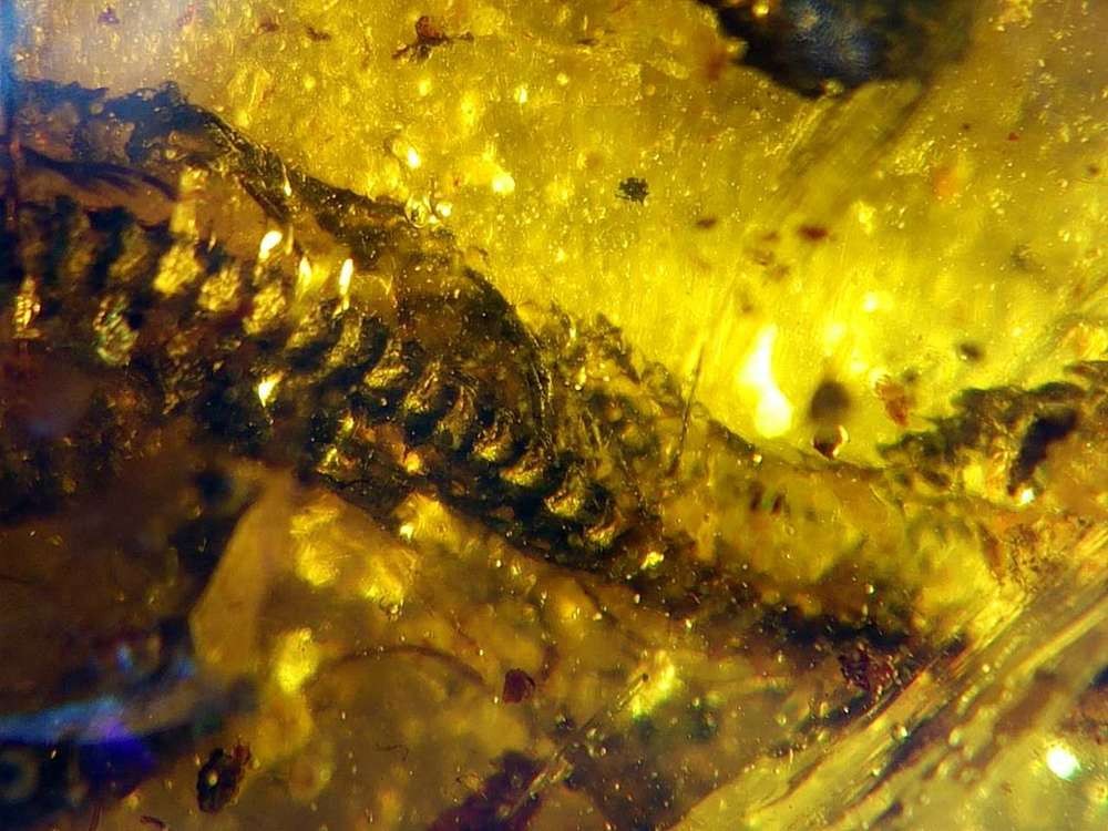 Detalhes das costelas da serpente DIP-S-0907 (Foto: Royal Saskatchewan Museum)