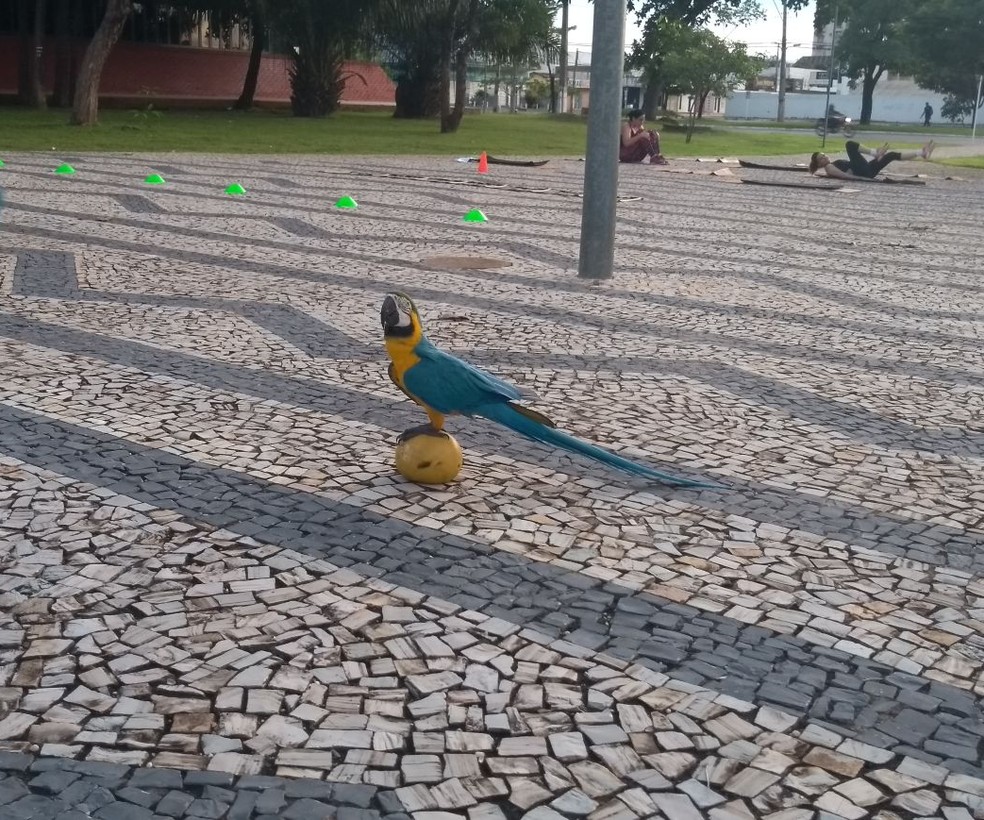 Arara aparece durante treinos na Praça dos Girassóis (Foto: Arquivo Pessoal)