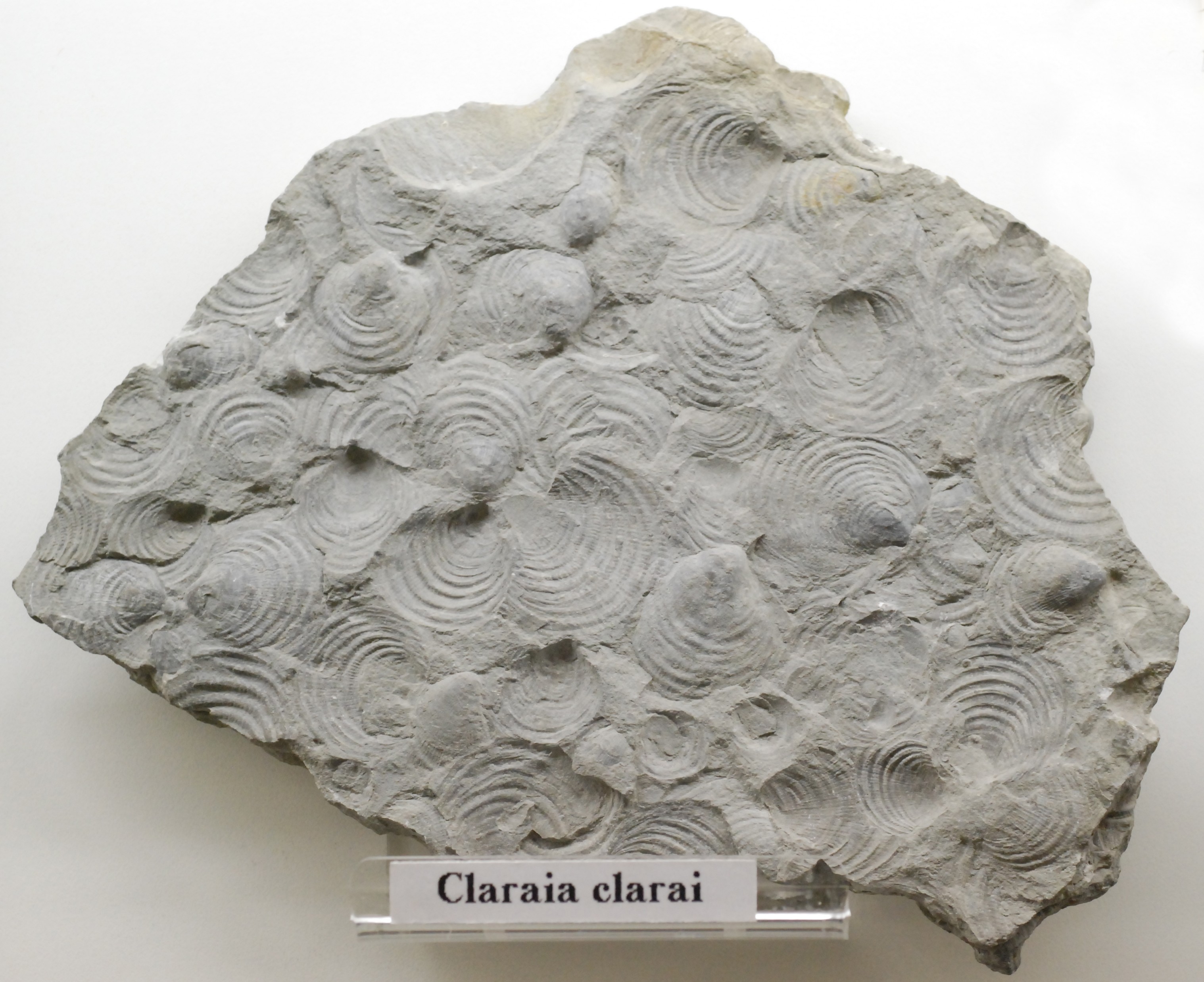 fósseis do gênero claraia (Foto: wikimedia commons)