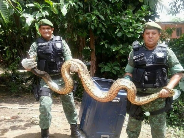 Moradores acharam a cobra e acionaram a Polícia Ambiental (Foto: Batalhão Ambiental/divulgação)