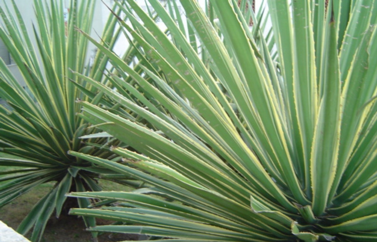 A yucca é uma planta de porte grande que deve ser cultivada em solos que têm uma boa drenagem (Foto: Flickr / Aloe77 / CreativeCommons)