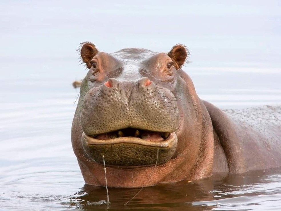 Imagem de um hipopótamo do site da polícia de Uganda — Foto: Reprodução/www.upf.go.ug