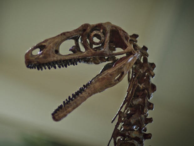 Una ossada da nova especie fe encontrada (Foto: Reprodução/Conicet/Governo da Argentina)