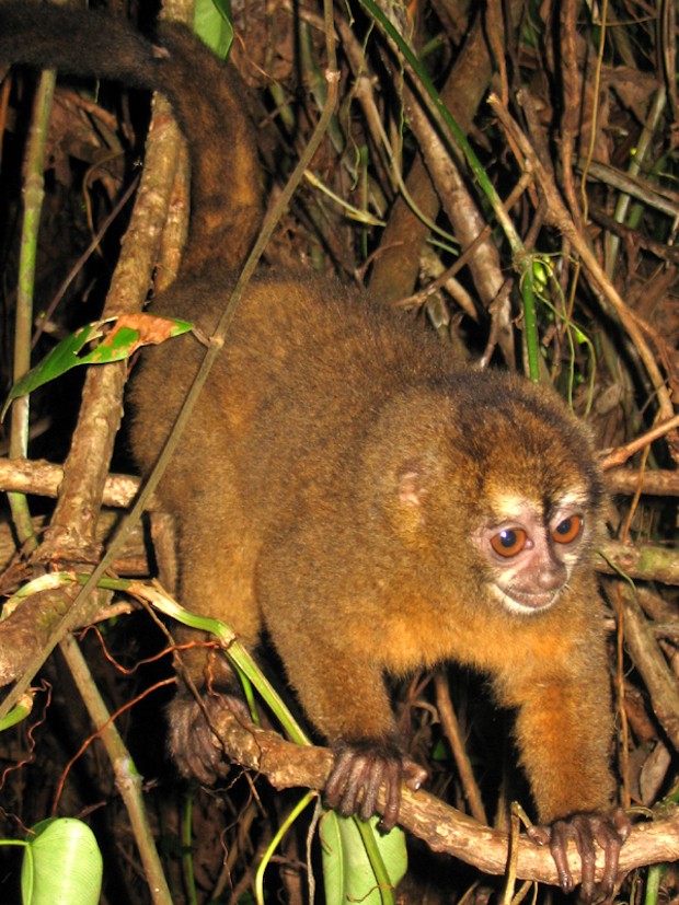 Macaco-da-noite - Aotus infulatus (Foto: dsasso / Wikimedia Commons / CreativeCommons)