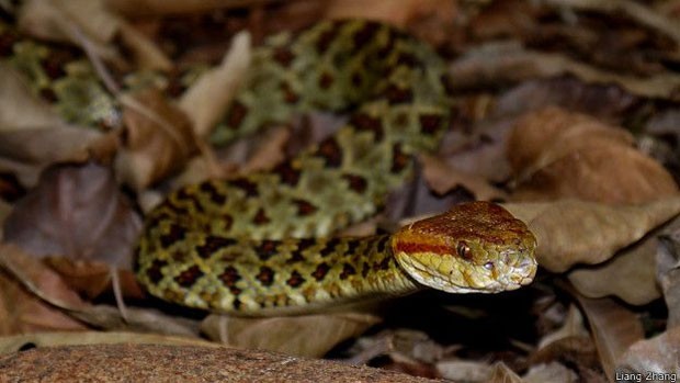 A víbora do Himalaia comete suicídio quando ameaçada  (Foto: WWF)