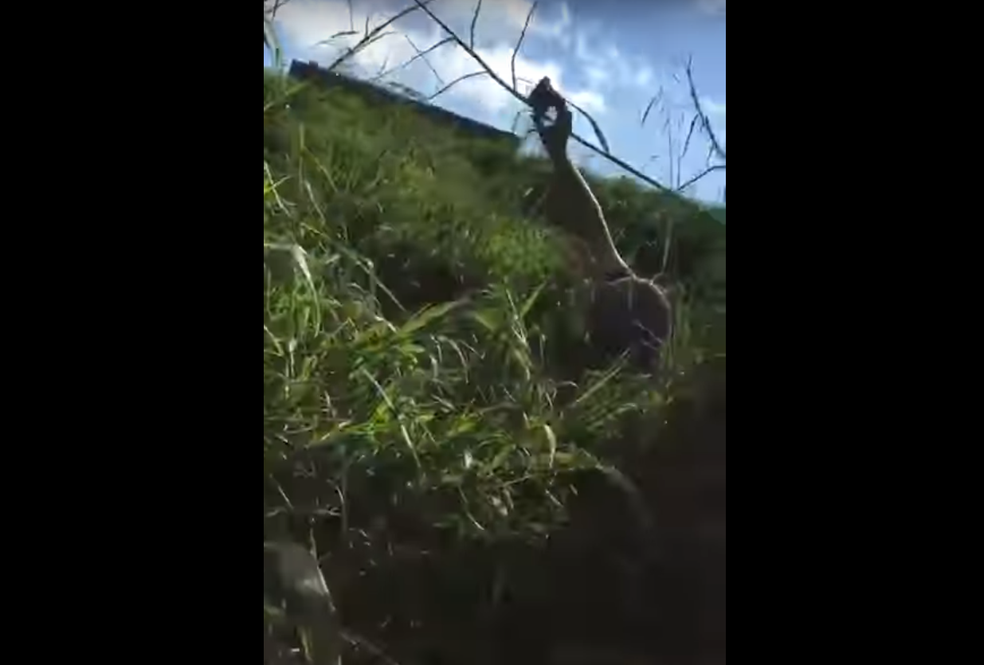 Homens que passavam na BR-376 durante tentativa de assalto a carros-fortes se escondem no mato; assista ao vídeo (Foto: Reprodução)