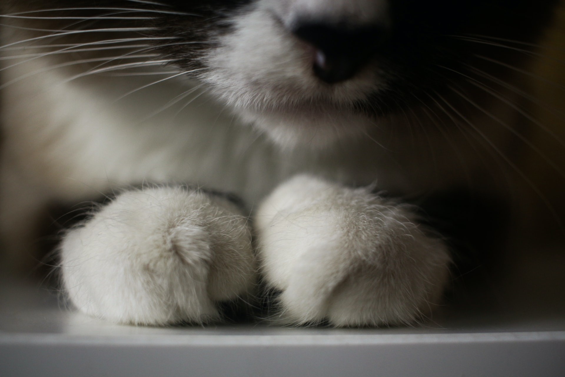 Estudo traz 1° relato de que gato teria transmitido Sars-CoV-2 a humano (Foto: Daria Datipina/Unsplash)