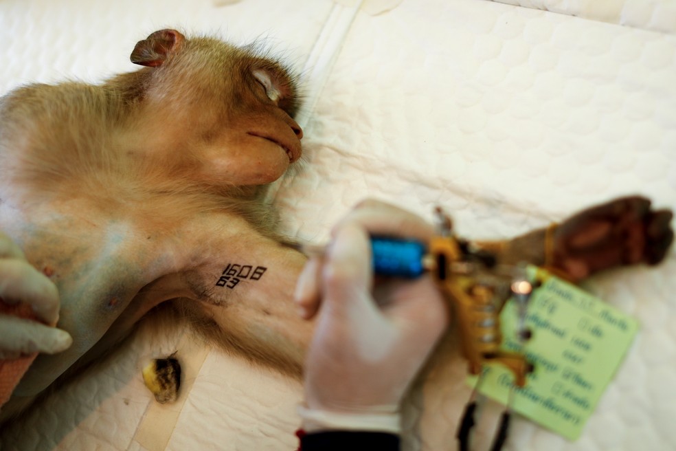 Macaco recebe identificação na Tailândia — Foto: Jorge Silva/Reuters