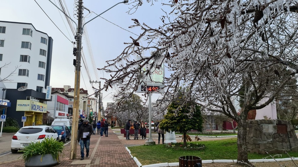 Árvore congelada no Centro de São Joaquim nesta terça-feira (29) — Foto: Foto: Mycchel Leganghi/São Joaquim Online