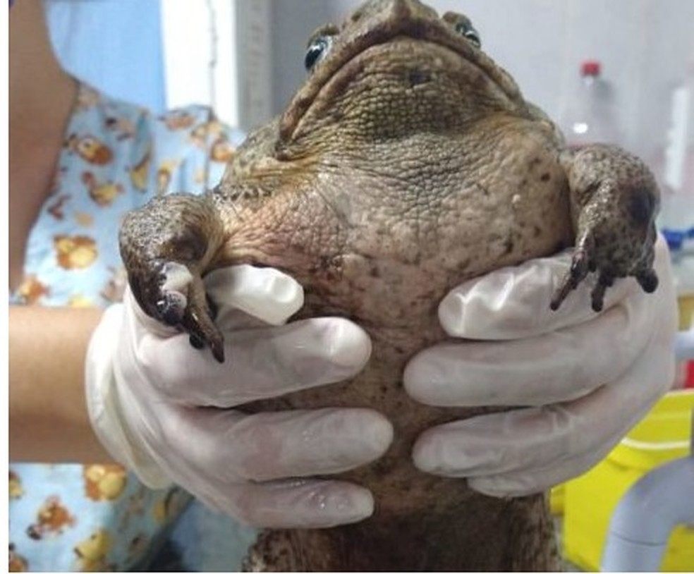Sapo E Encontrado Dentro De Cemiterio Com A Boca Colada E Outras Lesoes No Grande Recife Pernambuco G1 Apesar de termos em nosso imaginário claramente a imagem do sapo de cor verde, é possível que ele apareça nos sonhos em sapo amarelo: sapo e encontrado dentro de cemiterio