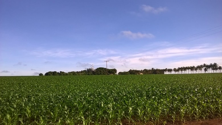 agricultura_milho_refugio (Foto: Divulgação/Aprosoja-MT)