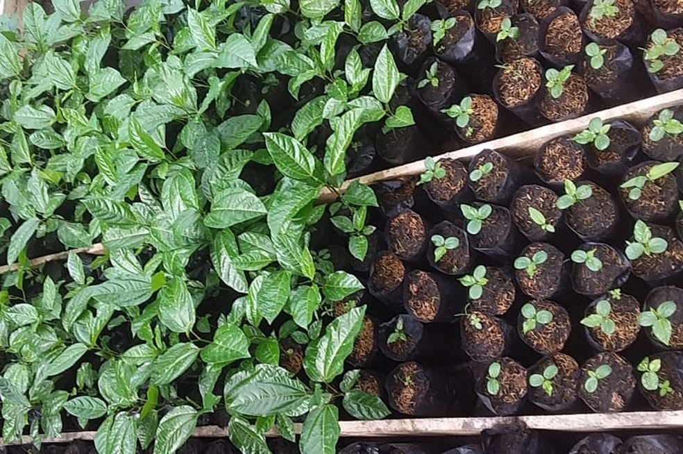 Mudas de maracujá (Passiflora spp) que serão utilizadas como base do fitomedicamento — Foto: Divulgação/Isco Ufopa