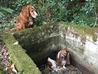Cadela é homenageada ao vigiar amiga canina em buraco nos EUA