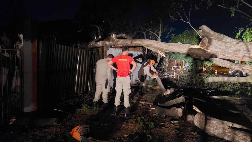 Árvore caída provocou estragos na capital  Foto: Reprodução