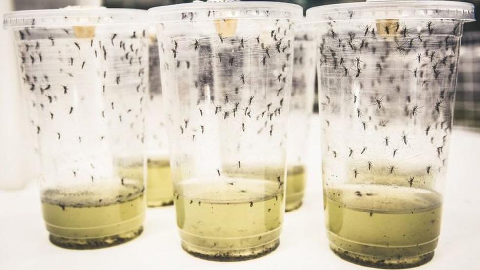 Segundo o boletim do Ministério da Saúde cinco cidades do Ceará estão entre as dez com mais suspeitas de infecções pela chikungunya. — Foto: World Mosquito Programme via BBC