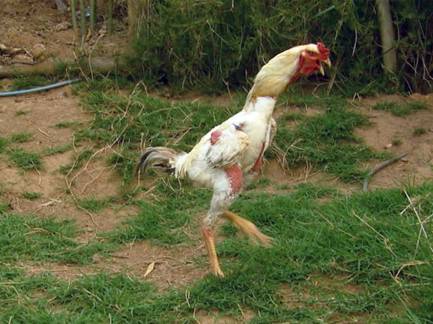 Galo "Bataclan" faz sucesso com as fêmeas no galinheiro. (Foto: Reprodução EPTV / Erlei Peixoto)