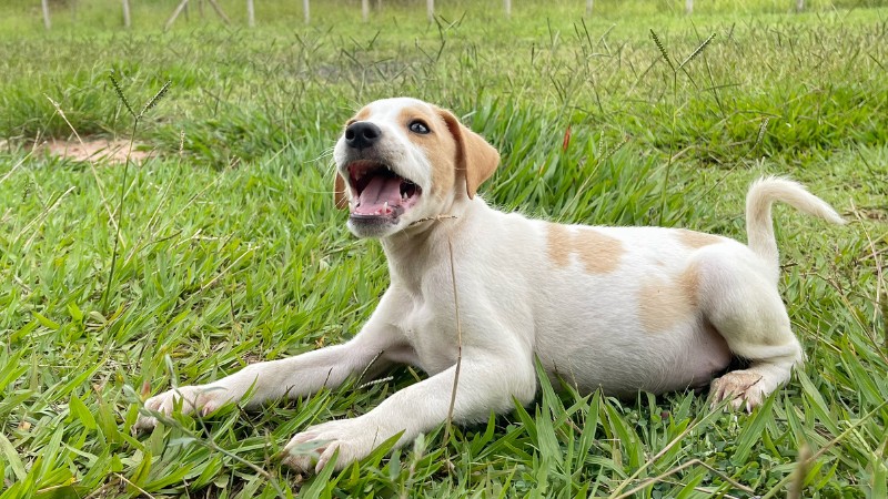 Secretaria do Bem-Estar Animal de Rio Preto faz campanha de adoção de cachorros