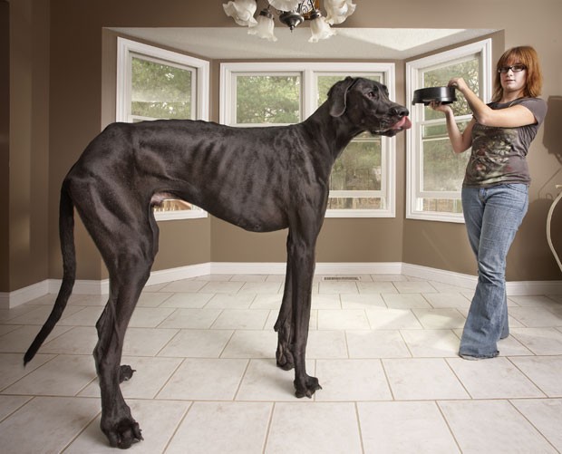 O cão chamado ‘Zeus’ entrou para o Guinness como maior do mundo. O cachorro de três anos, que vive em Otsego, no estado de Michigan (EUA), mede 1,11 metros. (Foto: AFP)