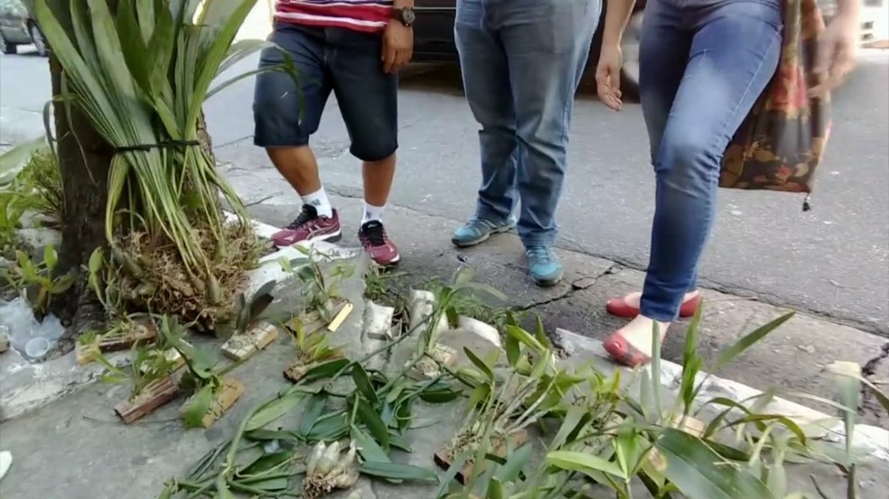 Câmera escondida flagra venda e tráfico internacional de orquídeas nativas  em SP | Sorocaba e Jundiaí | G1