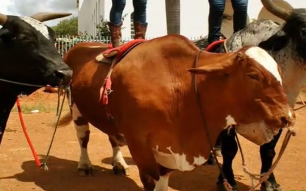 Boi Diamante, ao centro, durante cavalgada no inÃ­cio deste mÃªs (Foto: Arquivo Pessoal/ReproduÃ§Ã£o)