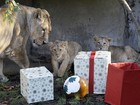 Leões de zoo em Londres ganham antecipadamente presentes de Natal
