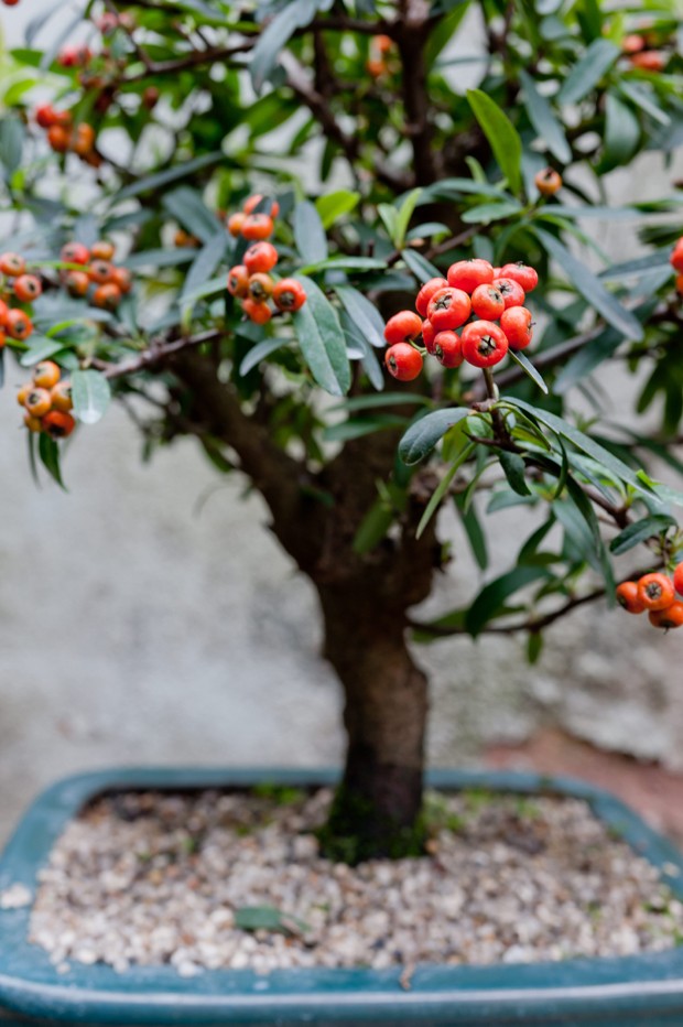 bonsai (Foto: Casa e Jardim)