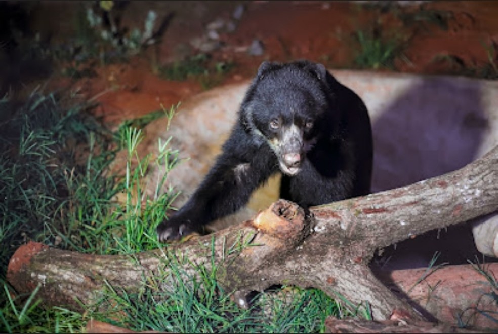  Ursa-de-óculos Liz chegou ao zoológico de Brasília na quinta-feira (2). Ela nasceu em 14 de junho de 2010 — Foto: Marcella Lasneaux/Zoológico de Brasília