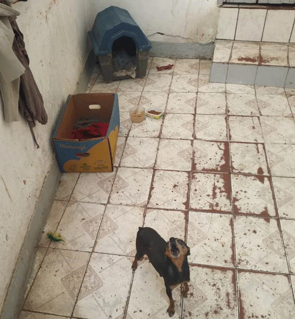 Homem é preso por suspeita de manter canil clandestino na Zona Sul de São Paulo — Foto: Divulgação/Polícia Civil de SP